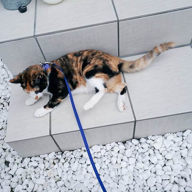 aiさんの実例写真