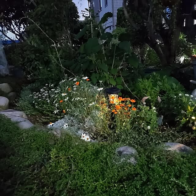 salacocoさんの実例写真