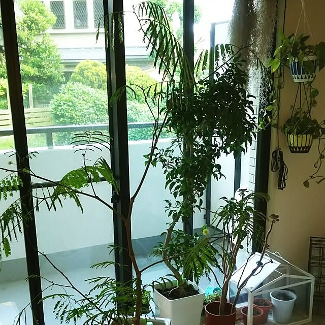 Shihoさんの実例写真