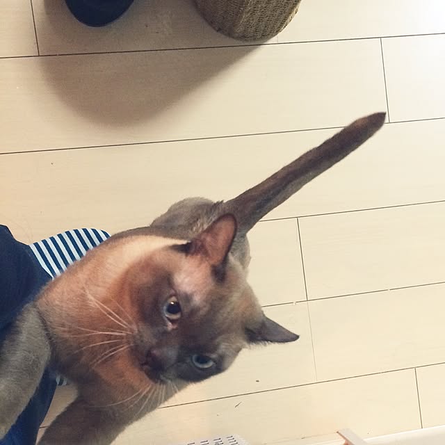 shienaさんの実例写真