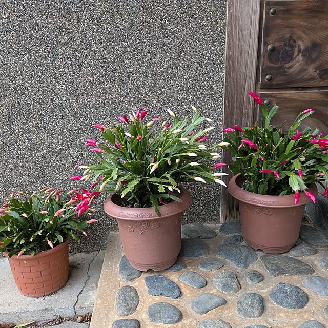 kuririnmamaさんの部屋