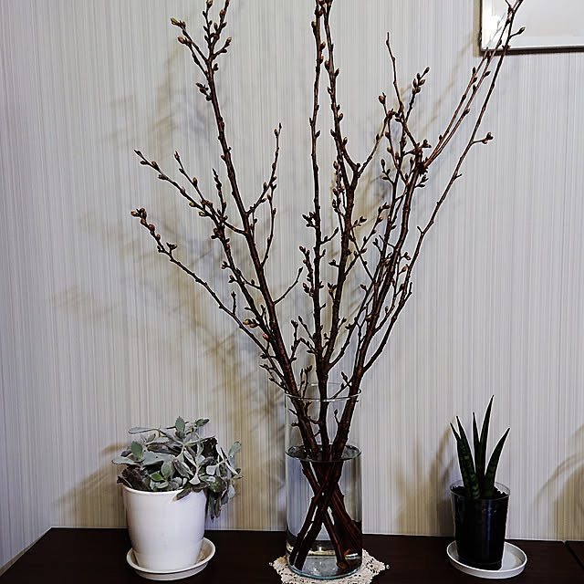 棚/観葉植物のインテリア実例 - 2022-01-30 17:22:11