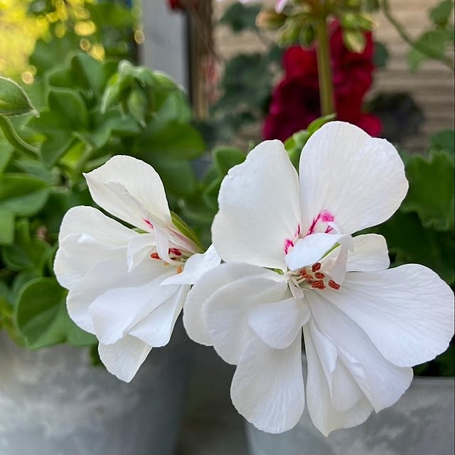 min_nimさんの実例写真