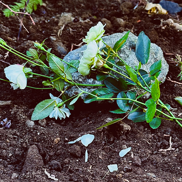 chacoさんの部屋