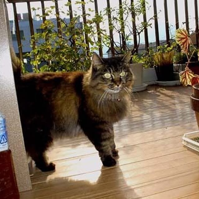 Shigeさんの実例写真
