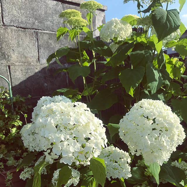 ikt.tamaさんの実例写真