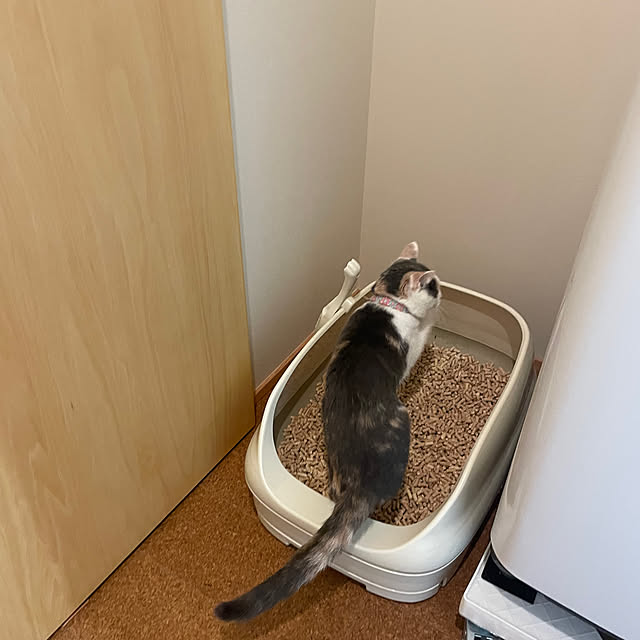 sajuさんの部屋
