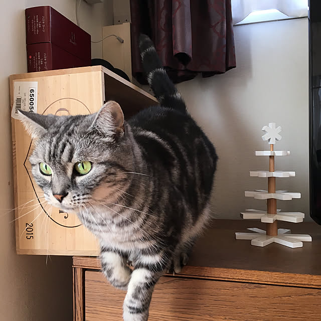 mikomaruさんの実例写真