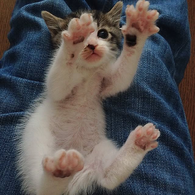 kayocoさんの実例写真