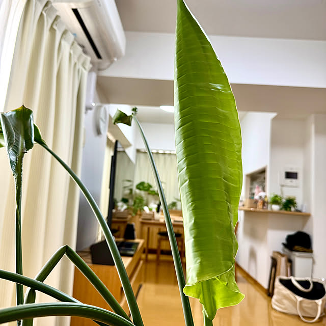 sakura-51さんの部屋