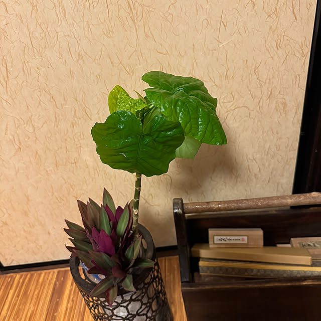 mamizaさんの実例写真