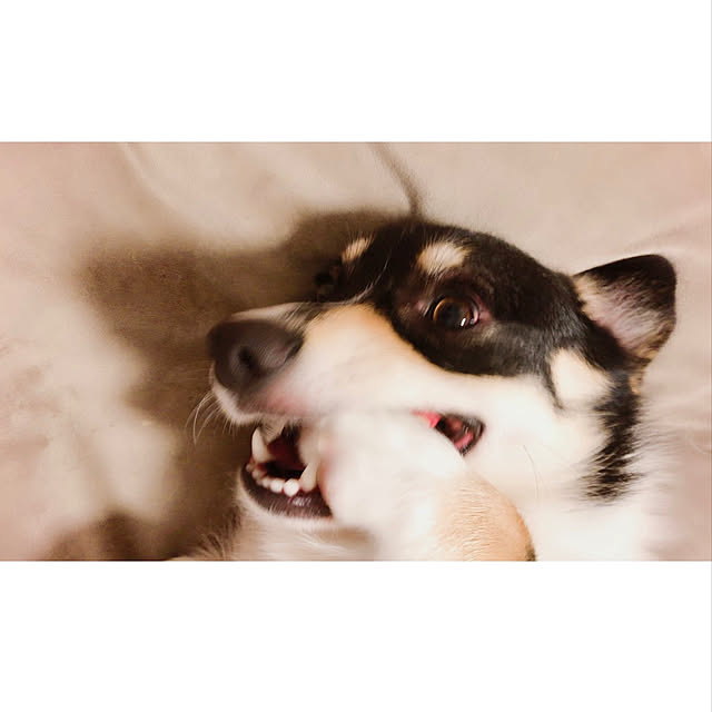 Ruiさんの実例写真