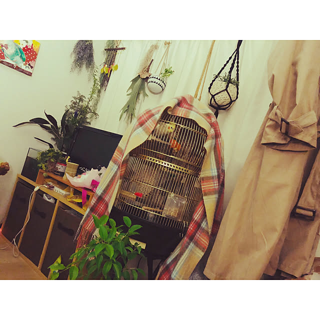 parrotさんの実例写真