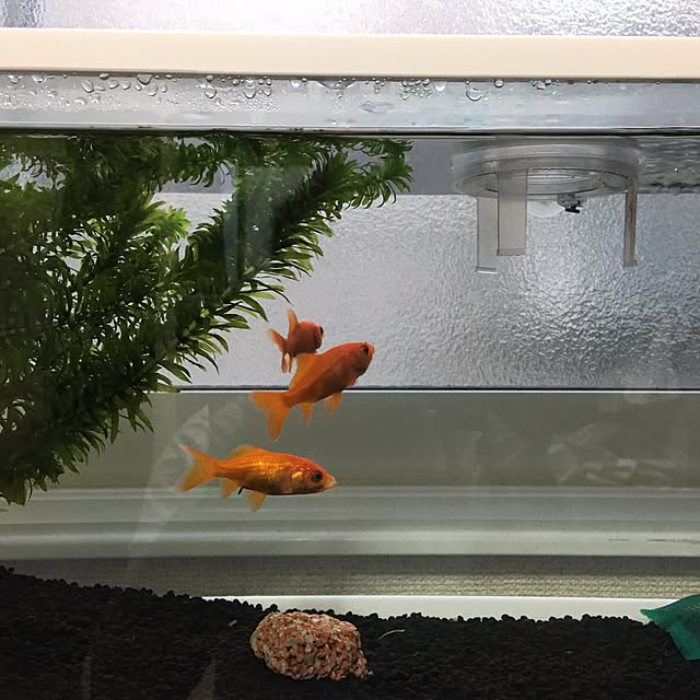 TAKENOKOさんの実例写真