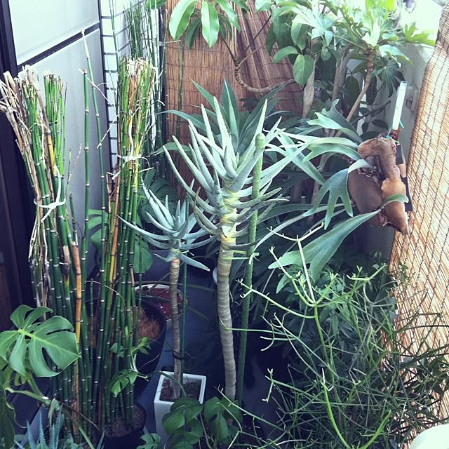 plantさんの実例写真