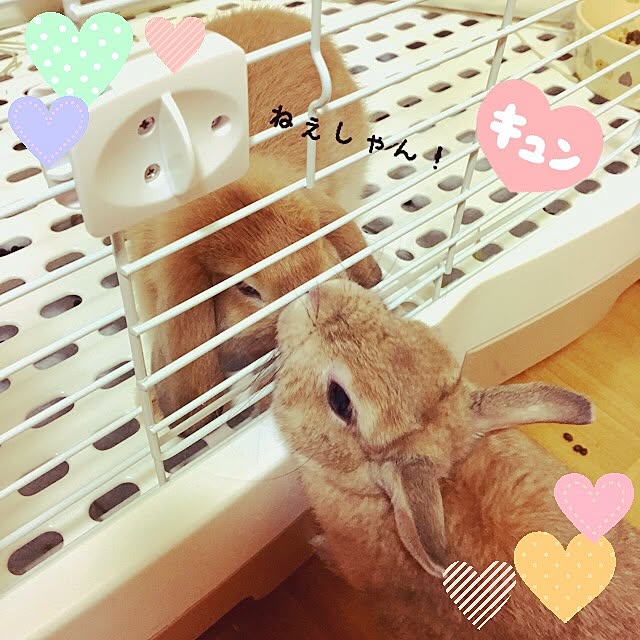 Mihoさんの実例写真