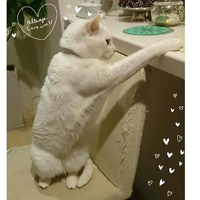 kikinanaさんの実例写真
