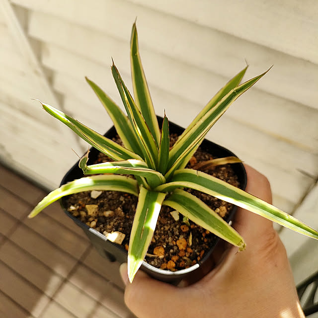 VERANDARJUNさんの実例写真