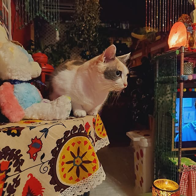 kumutanさんの部屋