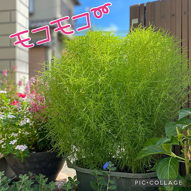 Smilkazuさんの実例写真