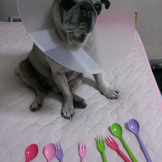 powさんの実例写真