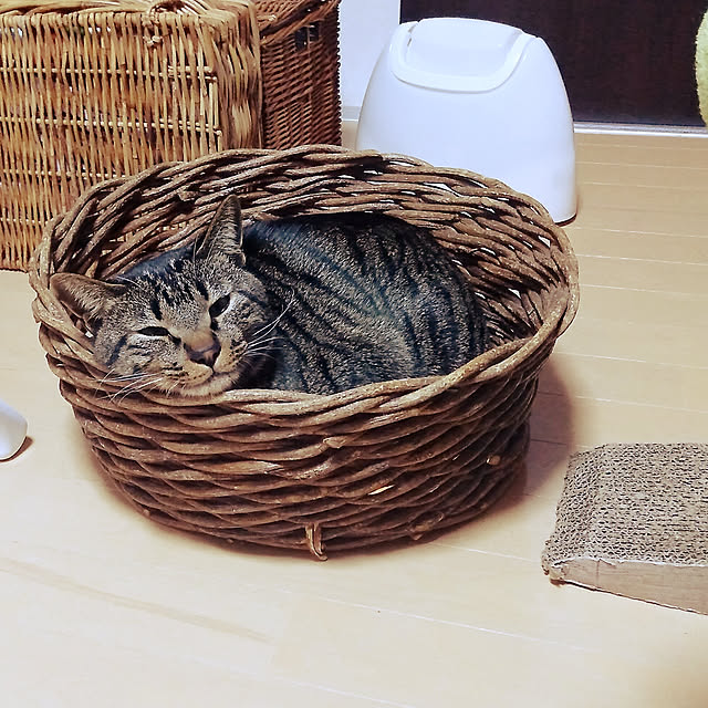 sleepywhaleさんの実例写真