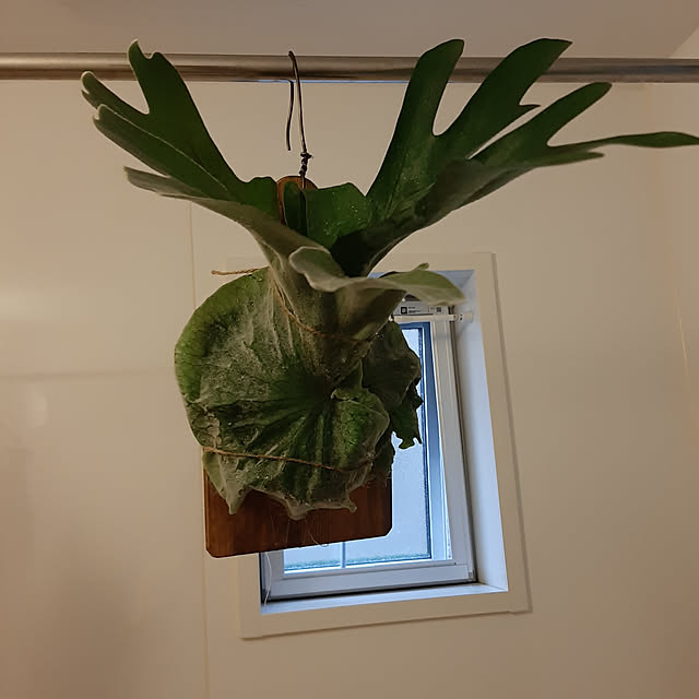 greenmanさんの実例写真