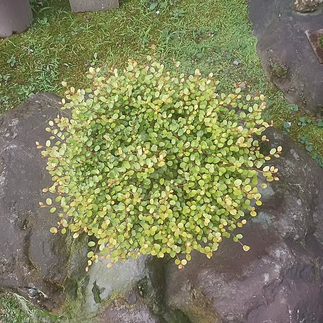 tuushiさんの実例写真