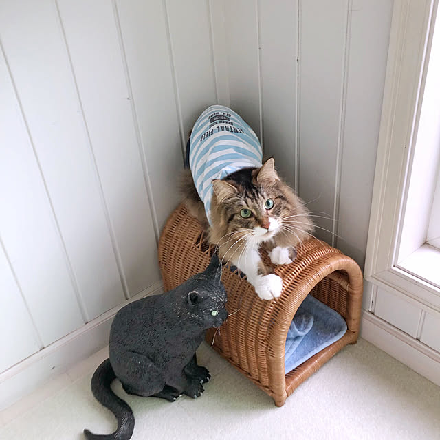 yuchiさんの実例写真