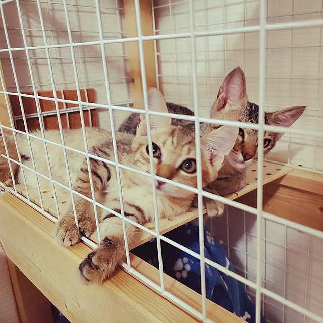 whiteafuroさんの実例写真