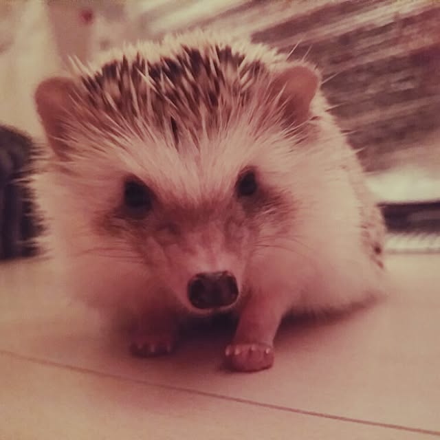 kuruさんの実例写真