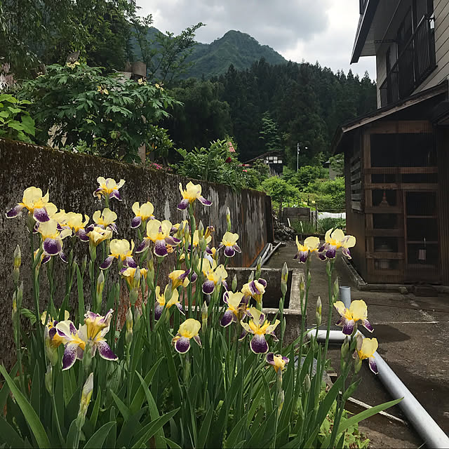 aoinokimiさんの実例写真