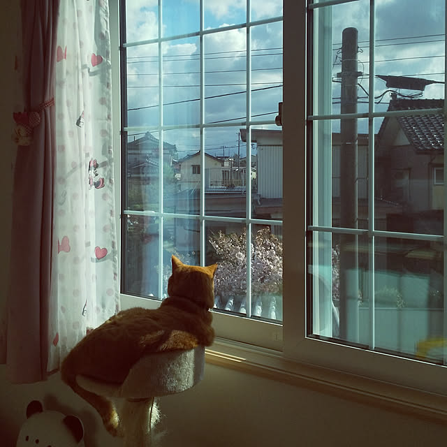 実例写真