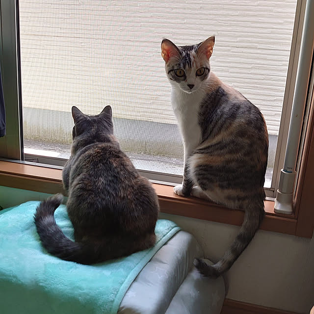 shinobuさんの実例写真