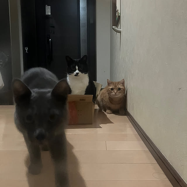 nekoさんの部屋
