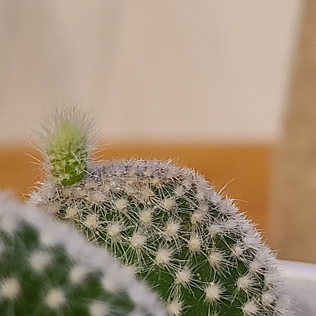 Rubiconさんの部屋