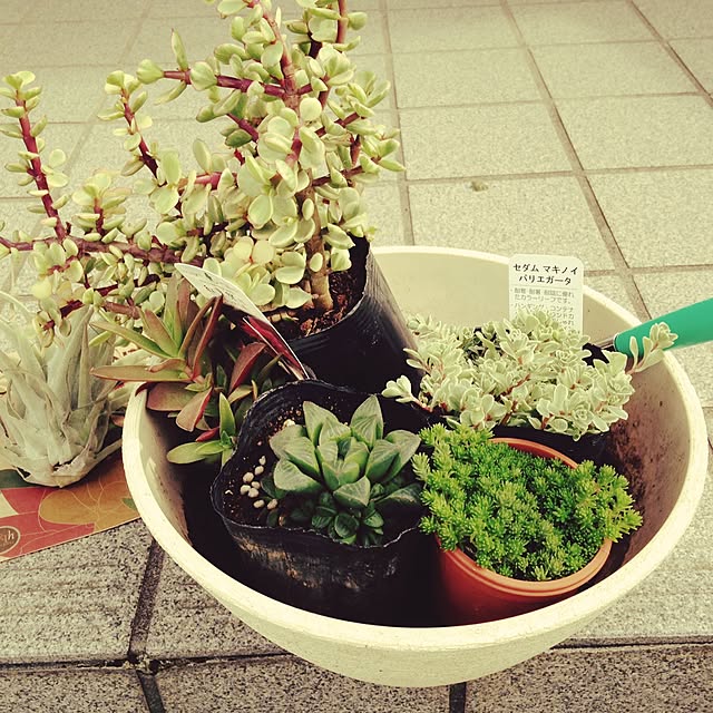 greengreengreenさんの実例写真