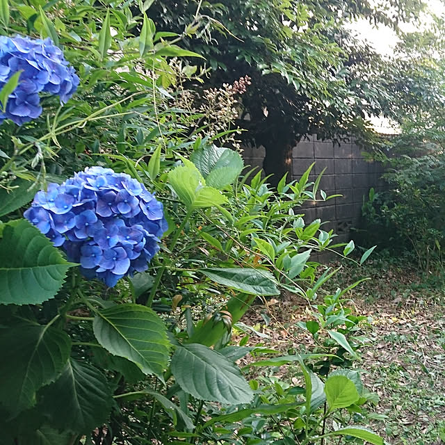 nihonkaokuさんの実例写真