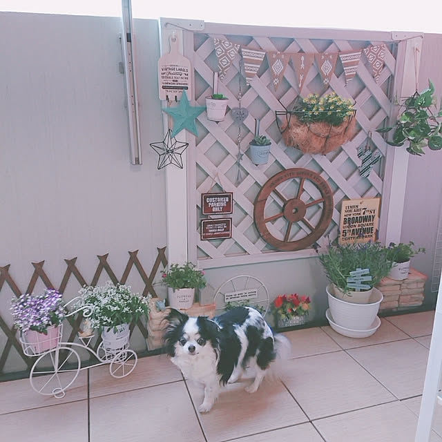 お気に入り/観葉植物/マンション暮らし/犬のいる暮らし/子供と暮らす家...などのインテリア実例 - 2019-06-02 18:28:17