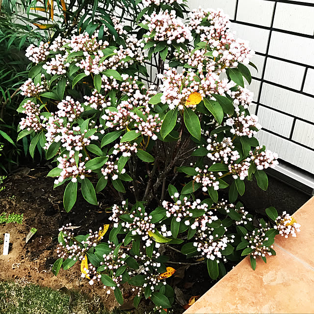 玄関/入り口のインテリア実例 - 2018-05-03 17:12:20
