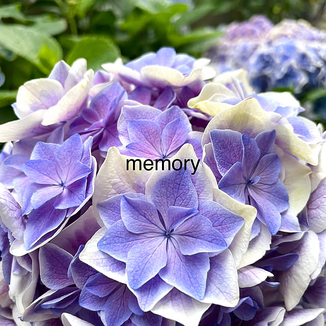 memoryさんの実例写真