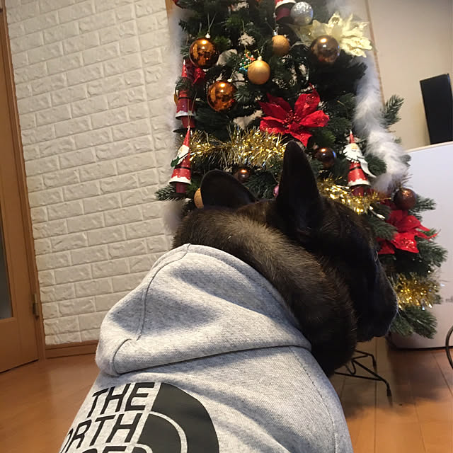 愛犬とツリー/今年のクリスマスツリー飾りつけ/クリスマスツリー/リビングのインテリア実例 - 2021-11-30 23:25:49