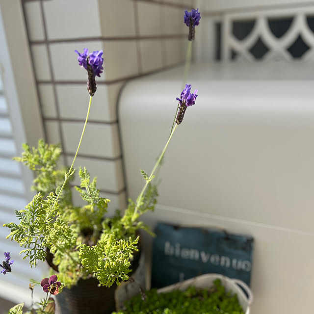 rookuさんの部屋