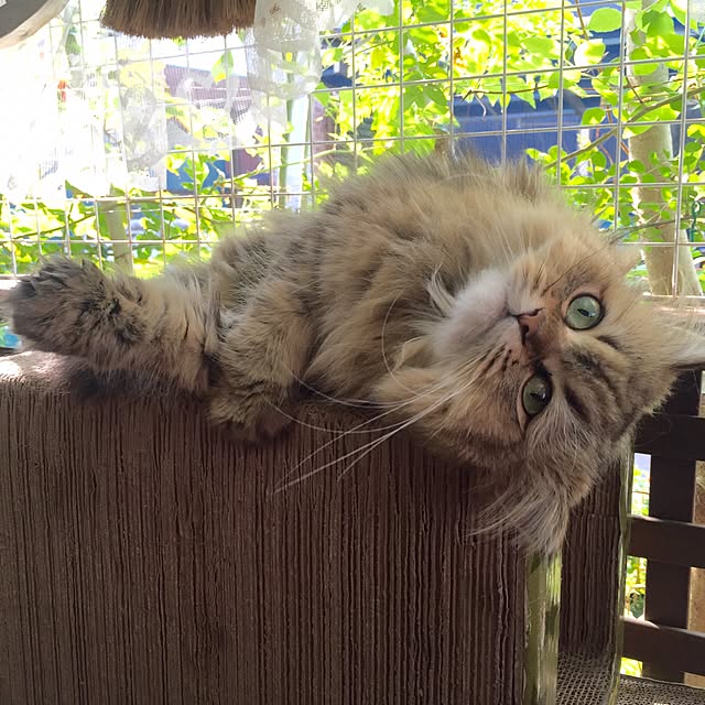 butachanさんの実例写真