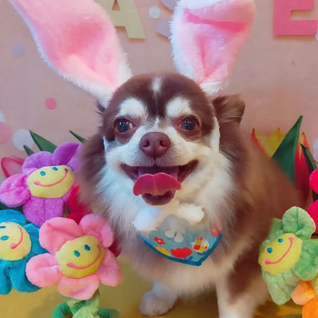chIoeさんの実例写真