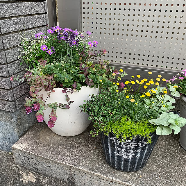 maayaさんの部屋