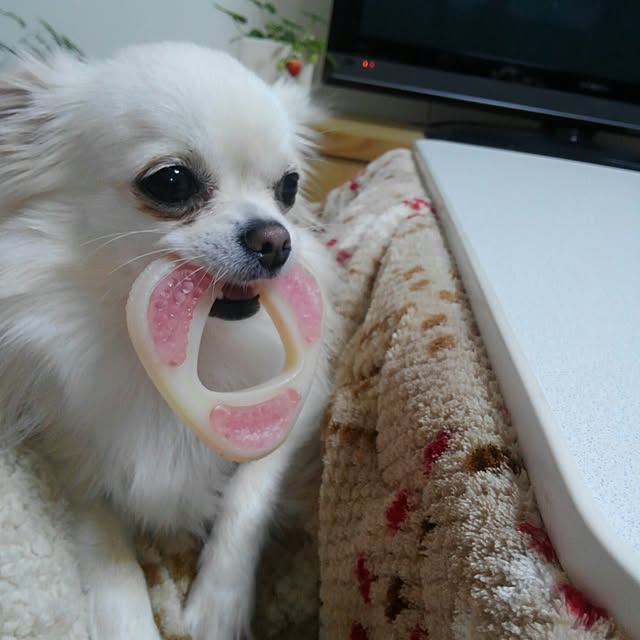okuriさんの実例写真
