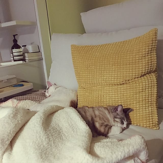 biblicatさんの実例写真
