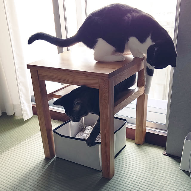 hihaさんの実例写真
