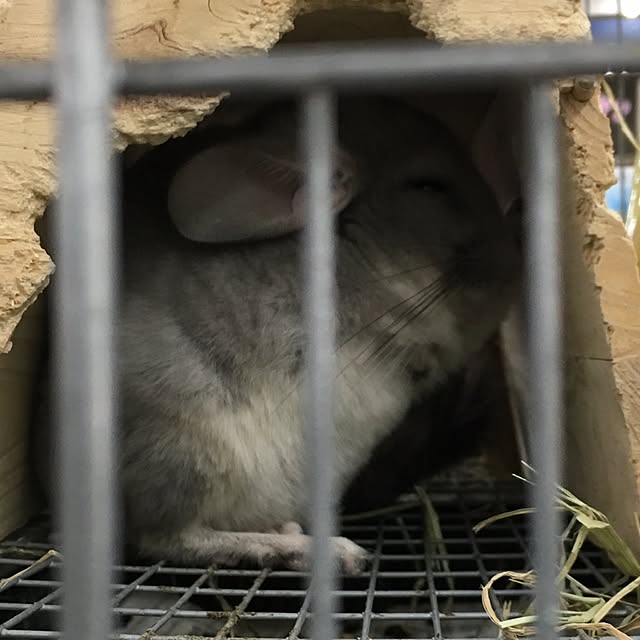 tetra163さんの実例写真